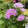 Pelargonium 'Green Goddess' - Pelargoon 'Green Goddess' P9/0,55L